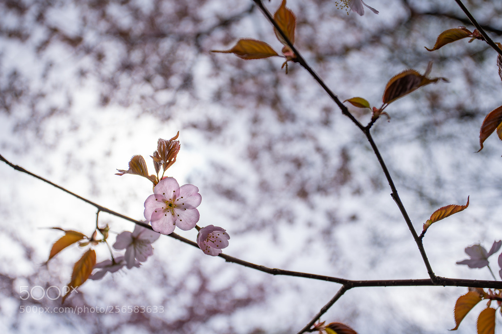 Sony a7R III sample photo. Cherry blossom photography