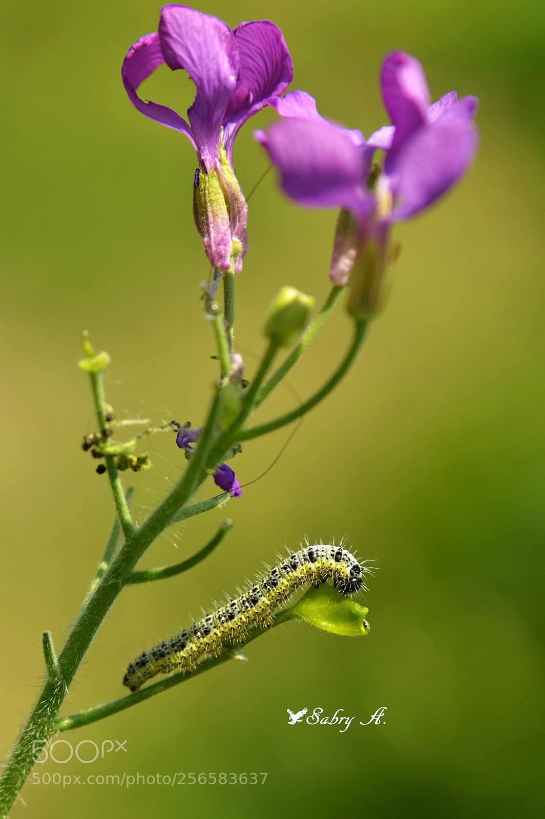 Nikon D3200 sample photo. So hungry!! photography