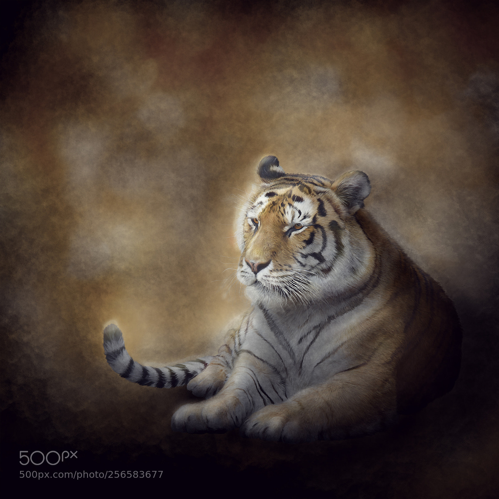 Nikon D800 sample photo. Bengal tiger resting photography