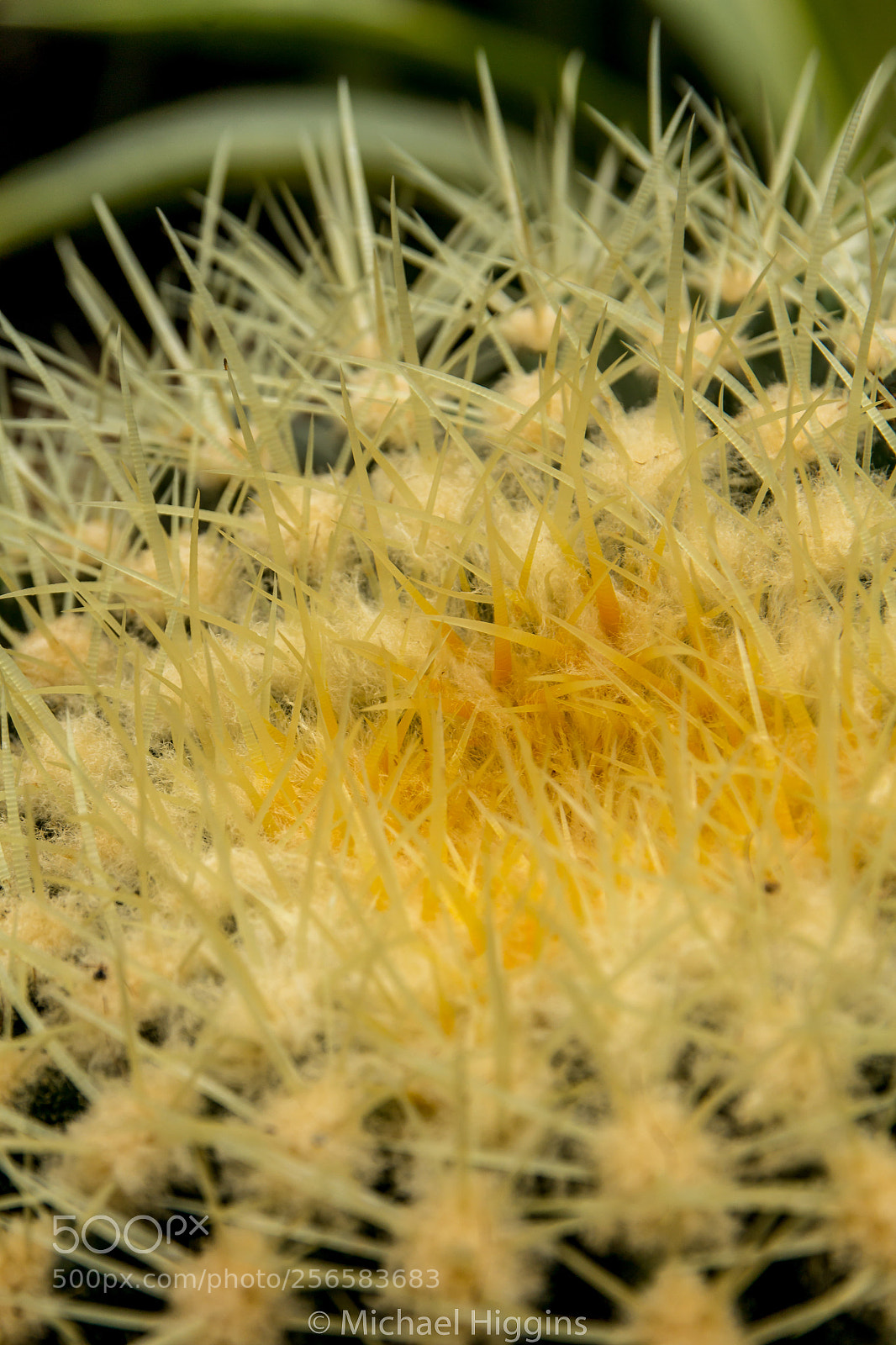 Canon EOS 1200D (EOS Rebel T5 / EOS Kiss X70 / EOS Hi) sample photo. Barrel cactus photography