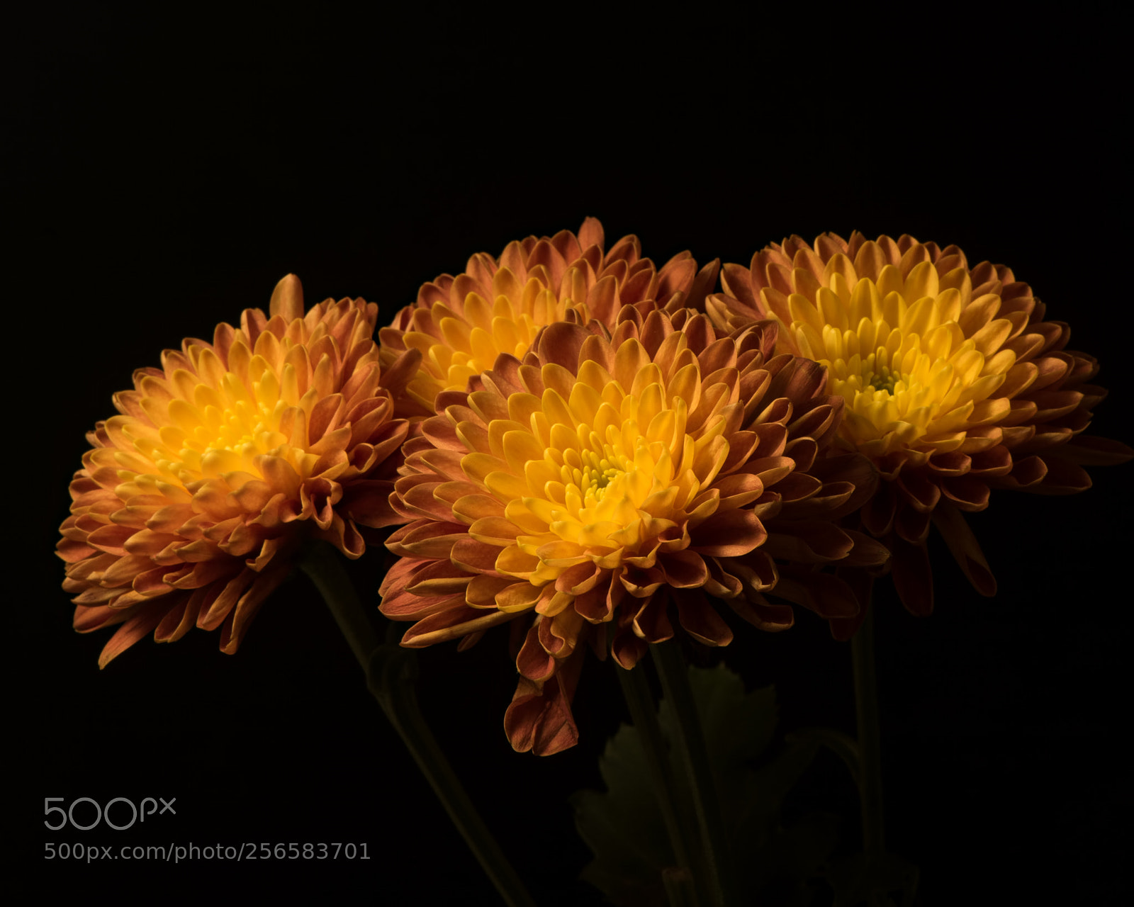 Nikon D810 sample photo. Fall mums 0928 photography