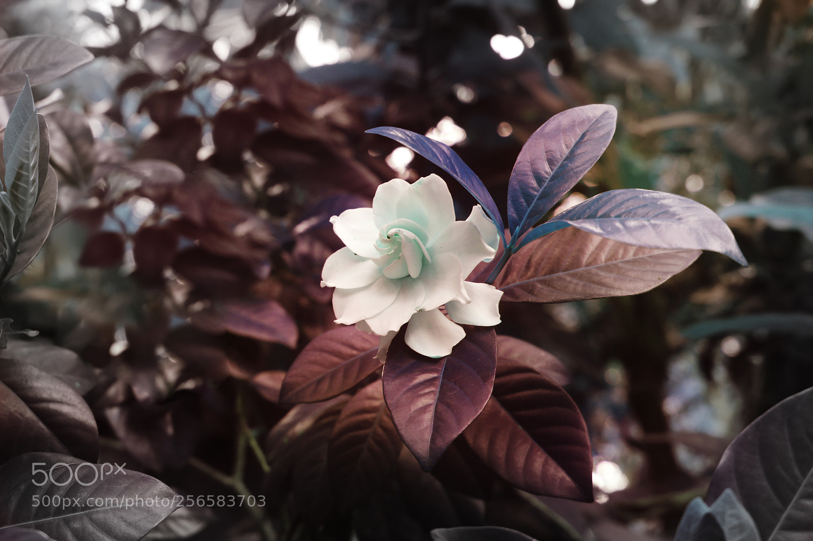 Canon EOS 70D sample photo. Untitled photography