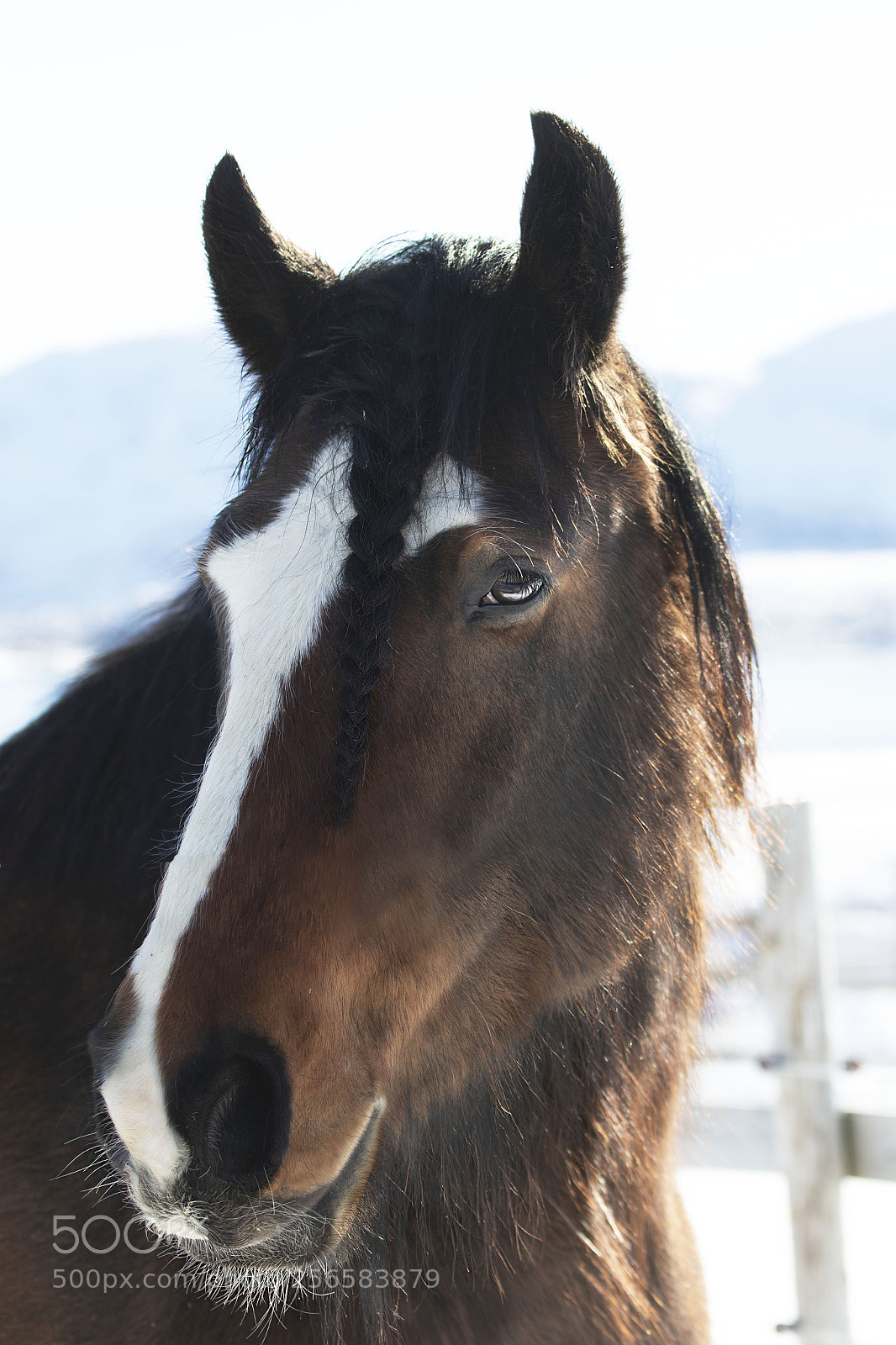 Canon EOS 7D Mark II sample photo. Horse photography