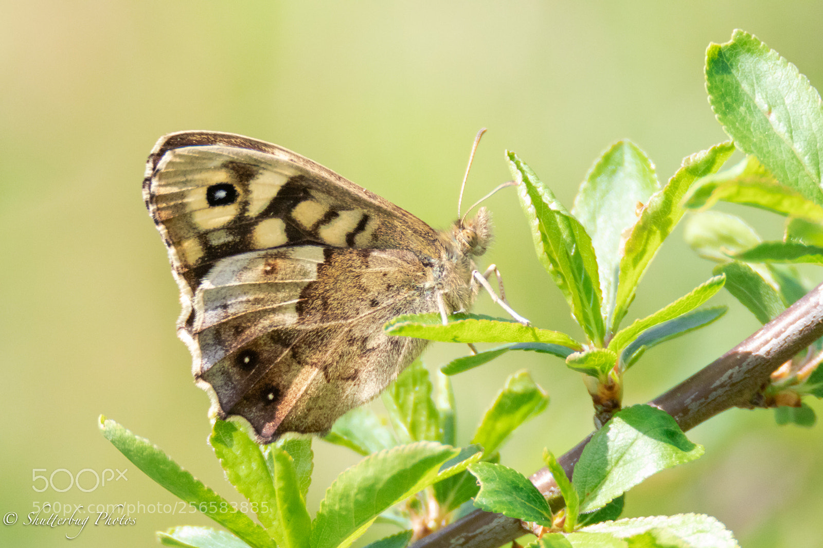 Canon EOS 80D sample photo. Speckled wood photography