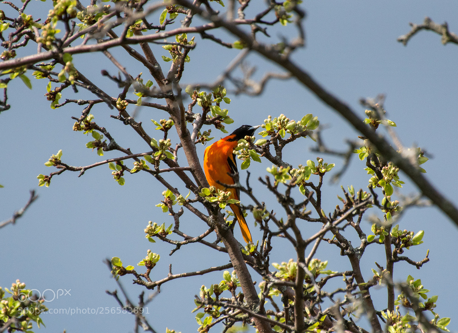 Nikon D750 sample photo. Baltimore oriole photography