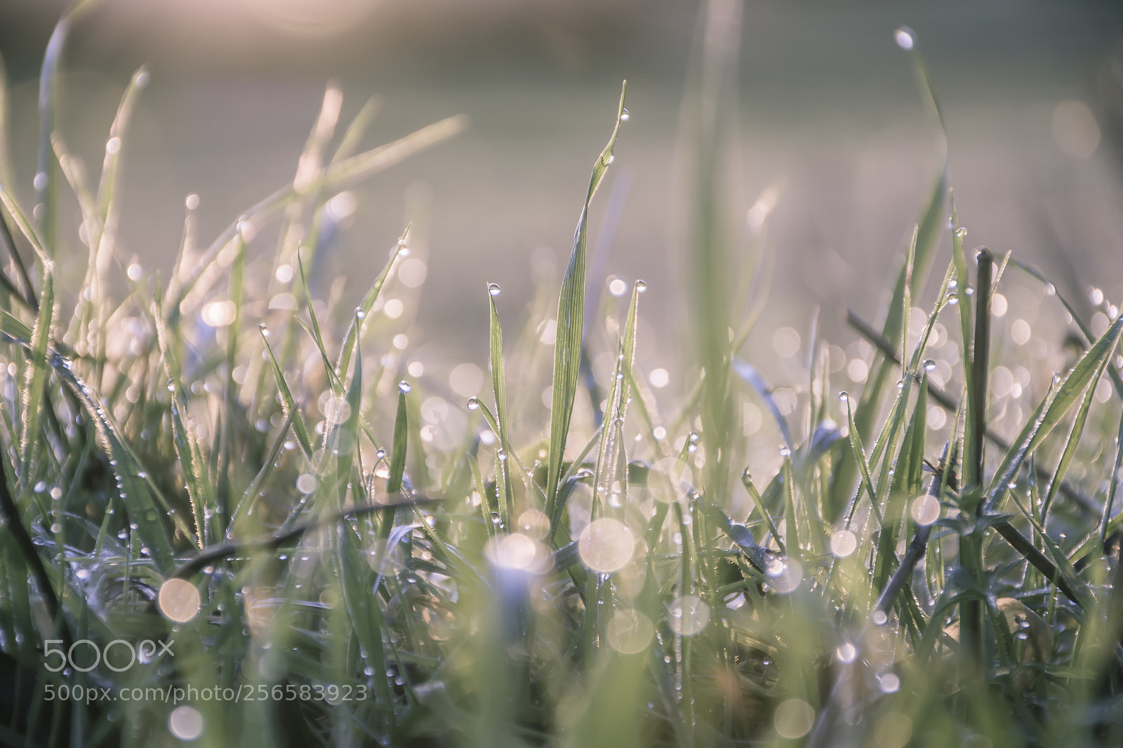 Nikon D7200 sample photo. Morning dew on grass photography