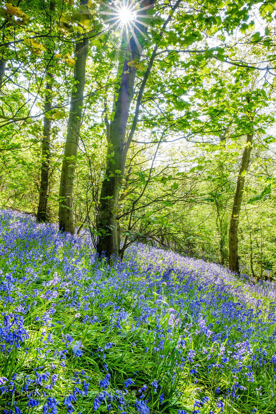 Fujifilm X-T2 sample photo. Bluebell wood 5.5.18 photography