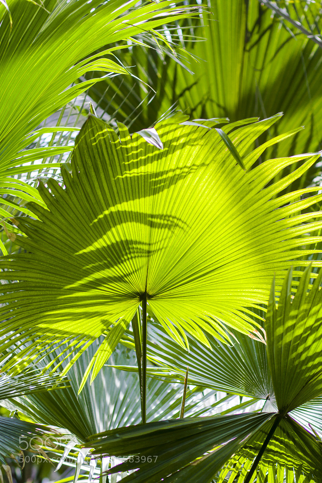 Canon EOS 50D sample photo. Palm leaf photography