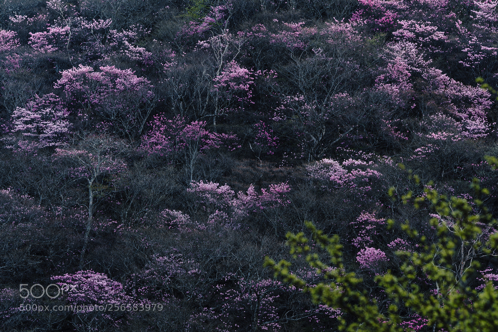 Sony a9 sample photo. 躑躅咲く〜 azalea · bloom photography