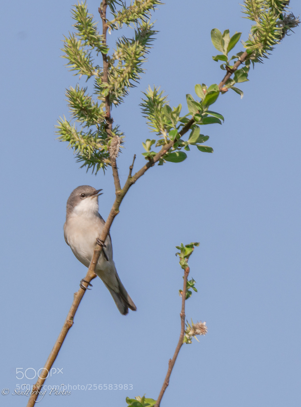 Canon EOS 80D sample photo. Lesser whitethroat photography