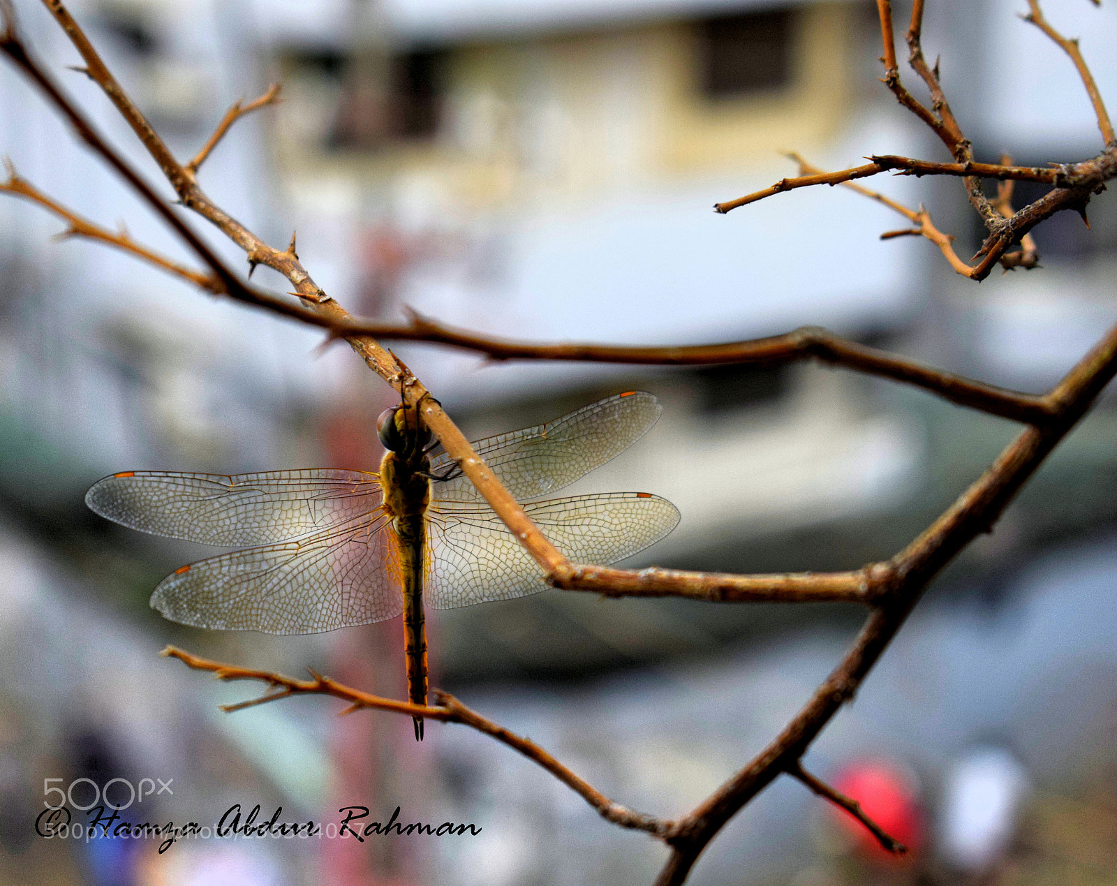 Nikon D3300 sample photo. Dragon fly photography