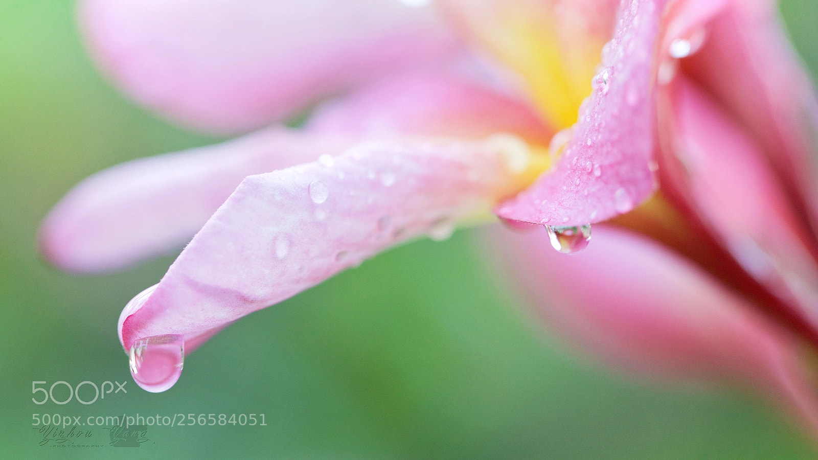 Canon EOS 5D Mark IV sample photo. After the rain photography