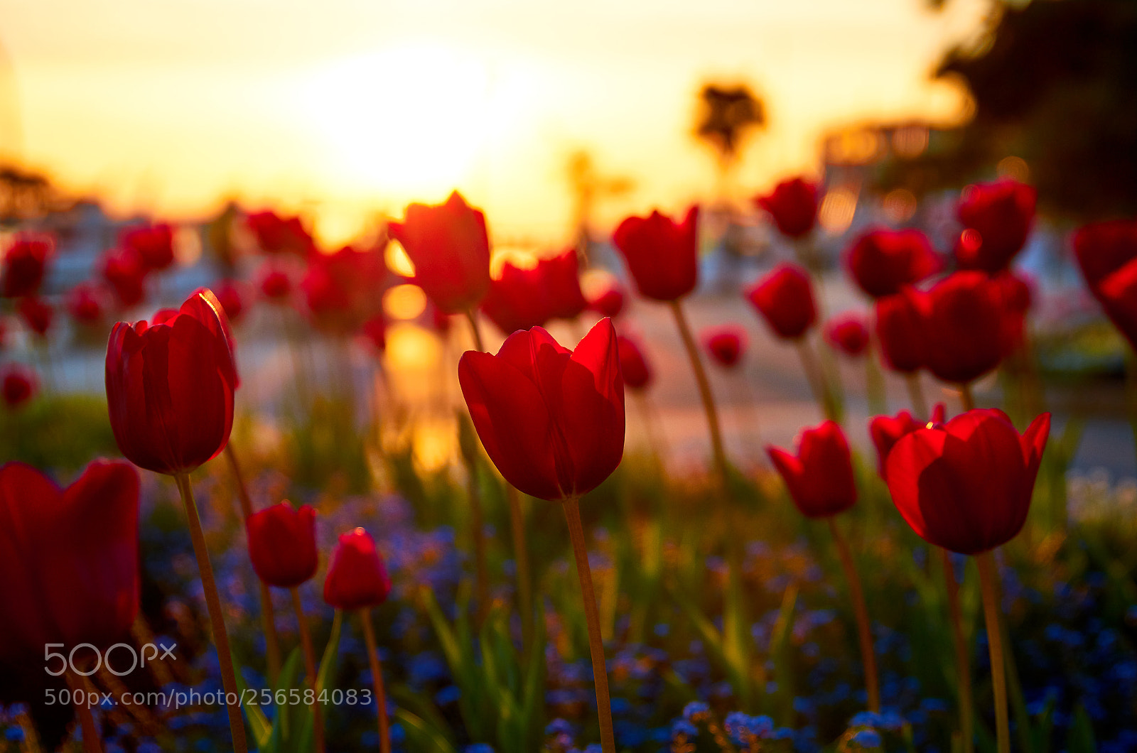 Nikon D7000 sample photo. Tulips at sunset photography
