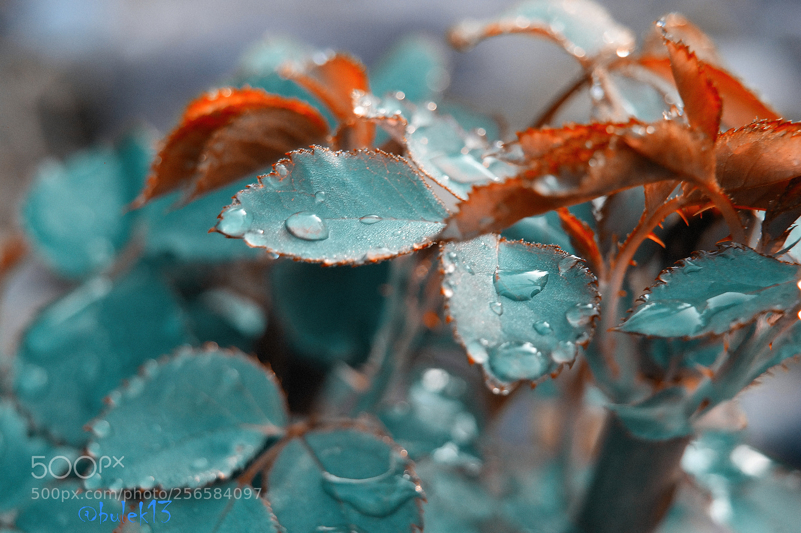 Samsung NX300 sample photo. Untitled photography