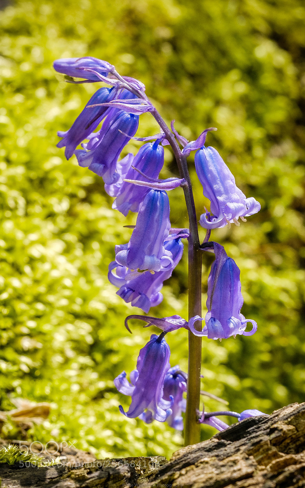 Fujifilm X-T2 sample photo. Bluebells 5.5.18 photography