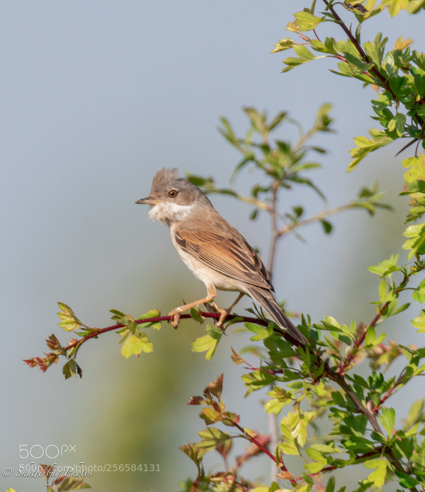Canon EOS 80D sample photo. Whitethroat photography