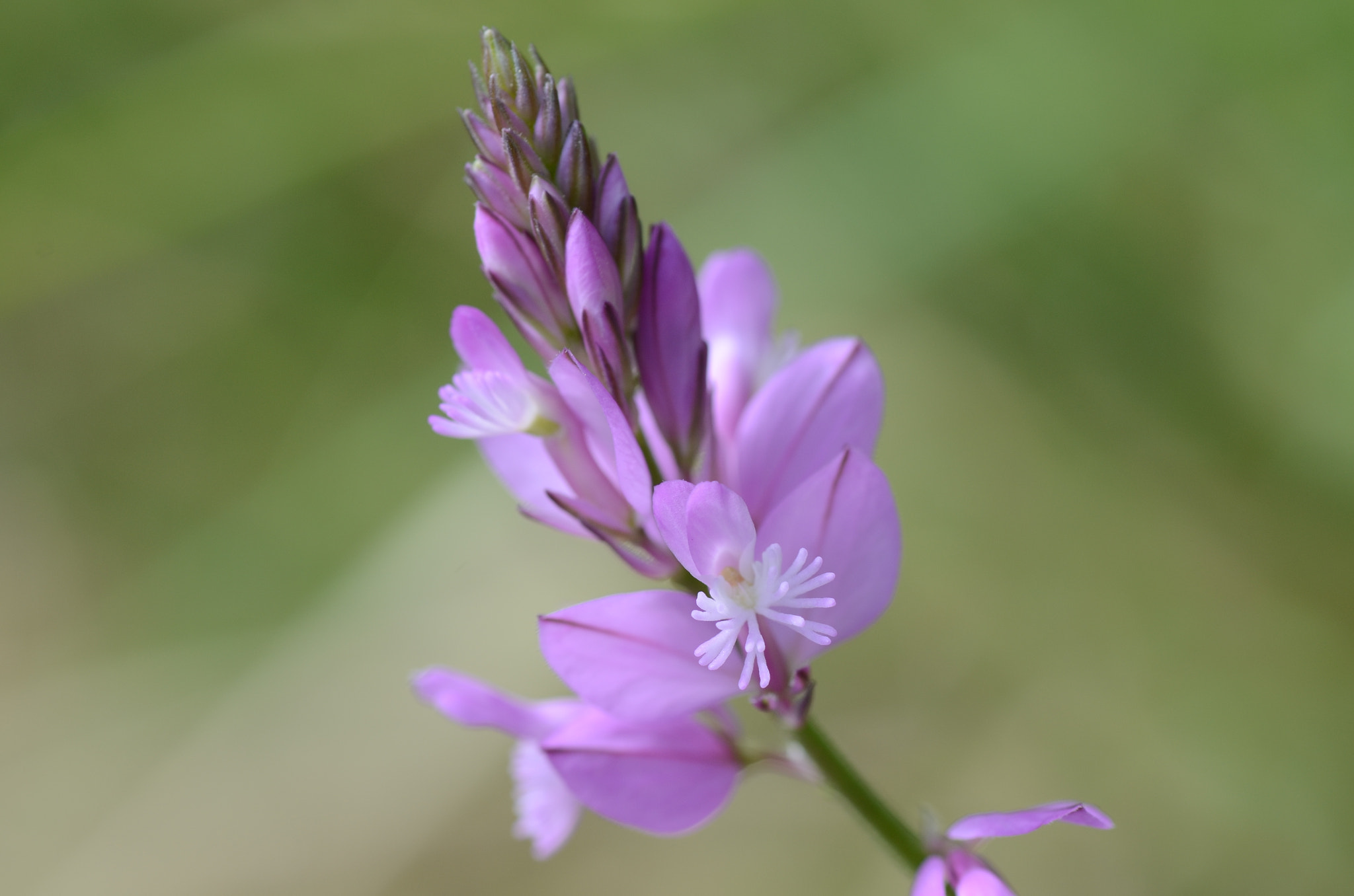 Nikon D7000 sample photo. Polygala nicaeensis photography