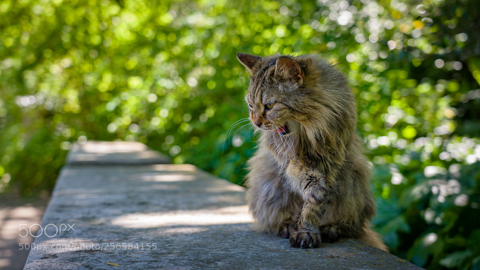 Sony a7R III sample photo. Don't mess with the photography