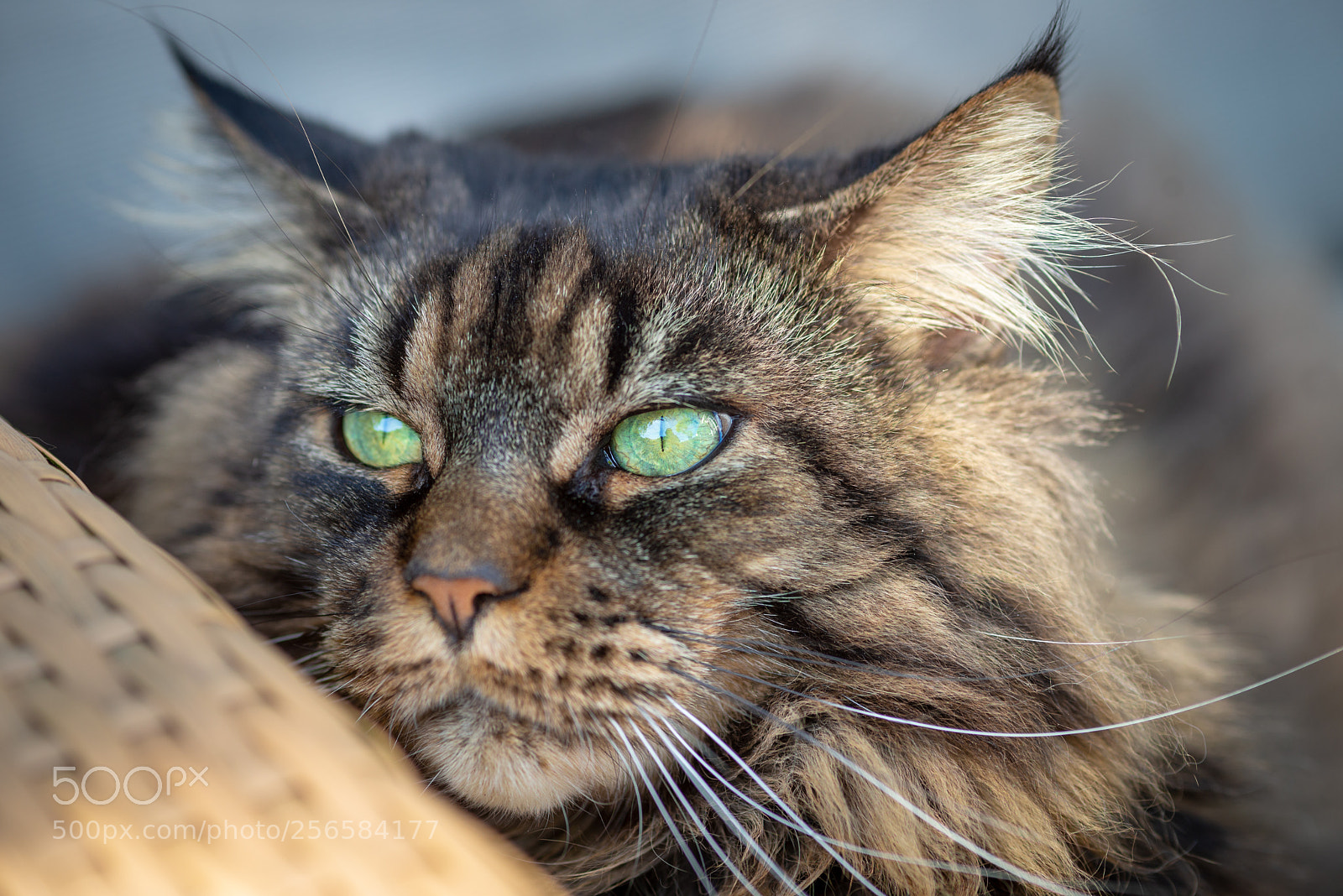 Nikon D610 sample photo. Miss sunny sunday river photography