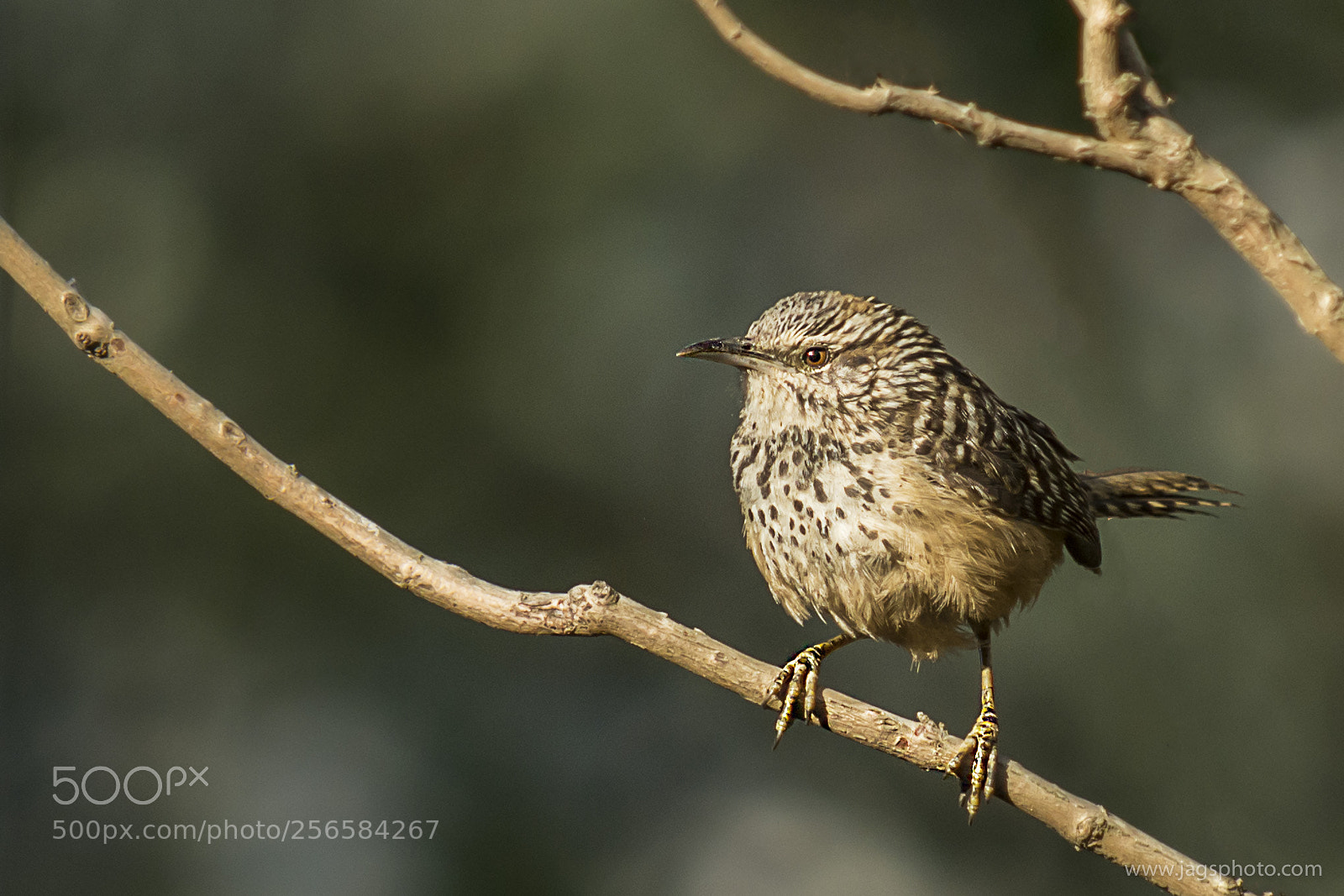 Nikon D7200 sample photo. Band backed wren photography