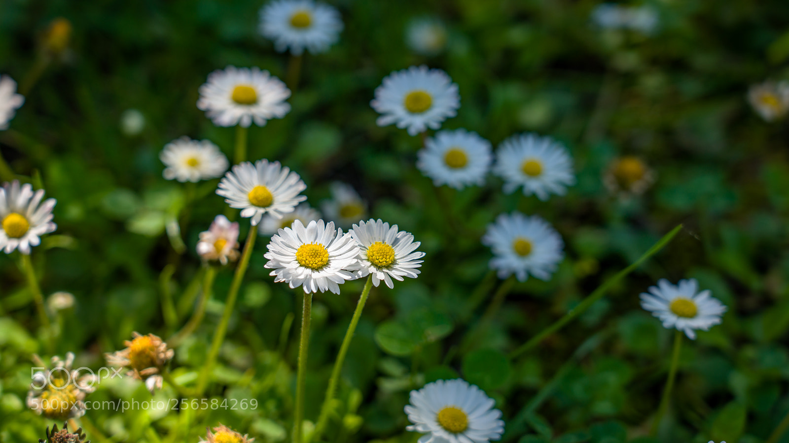 Sony a7R III sample photo. Daisy flowers photography