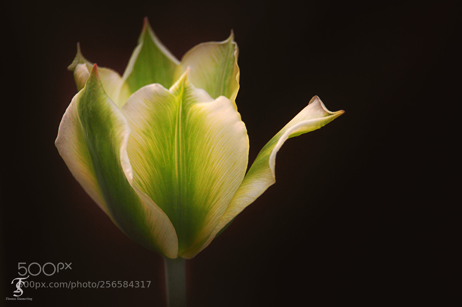 Canon EOS 70D sample photo. Grüne tulpe photography