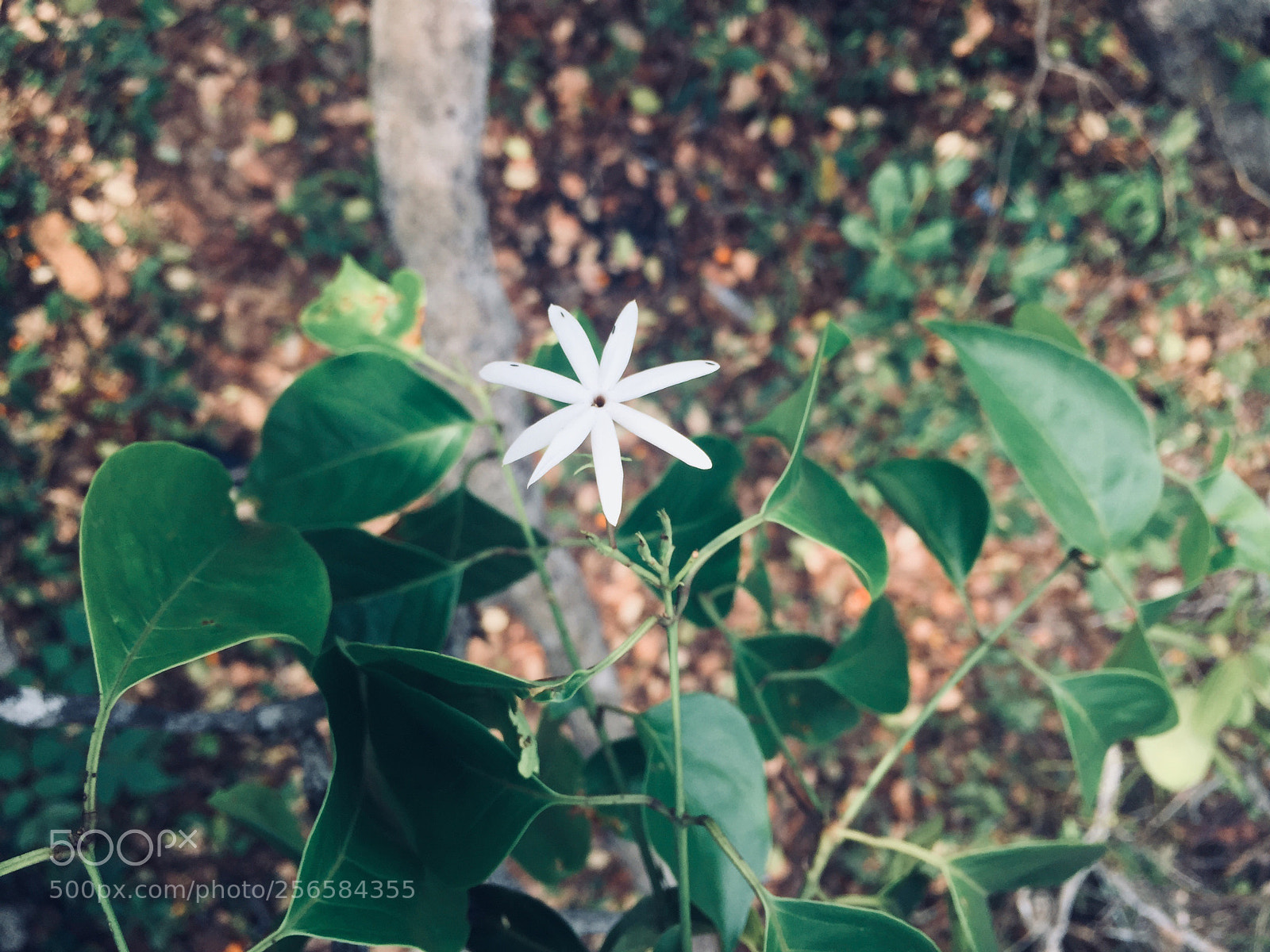 Apple iPhone 6 sample photo. Untitled photography