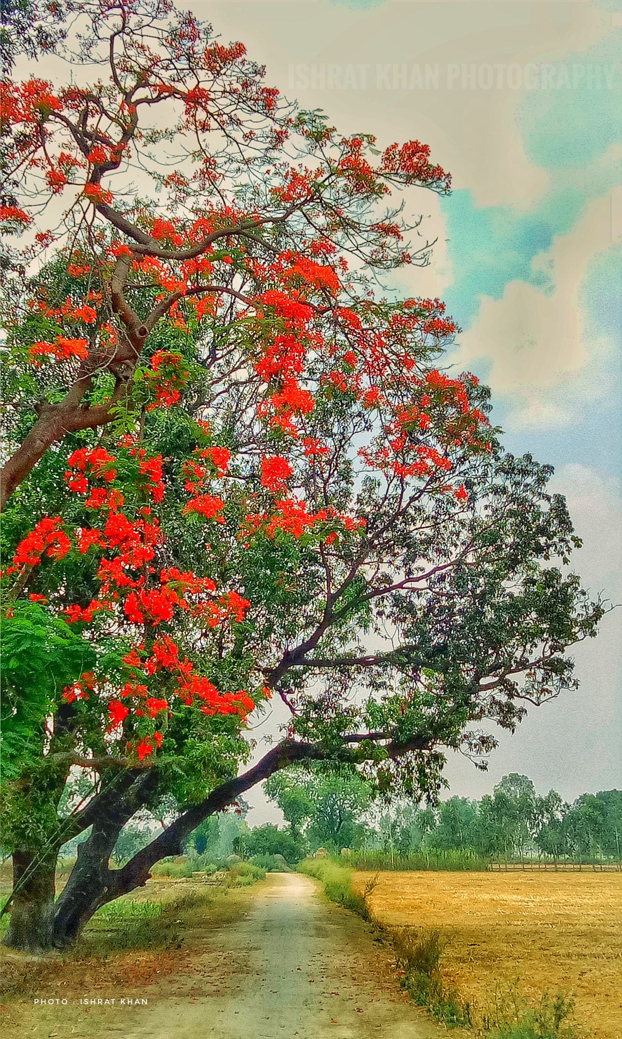 OPPO A1601 sample photo