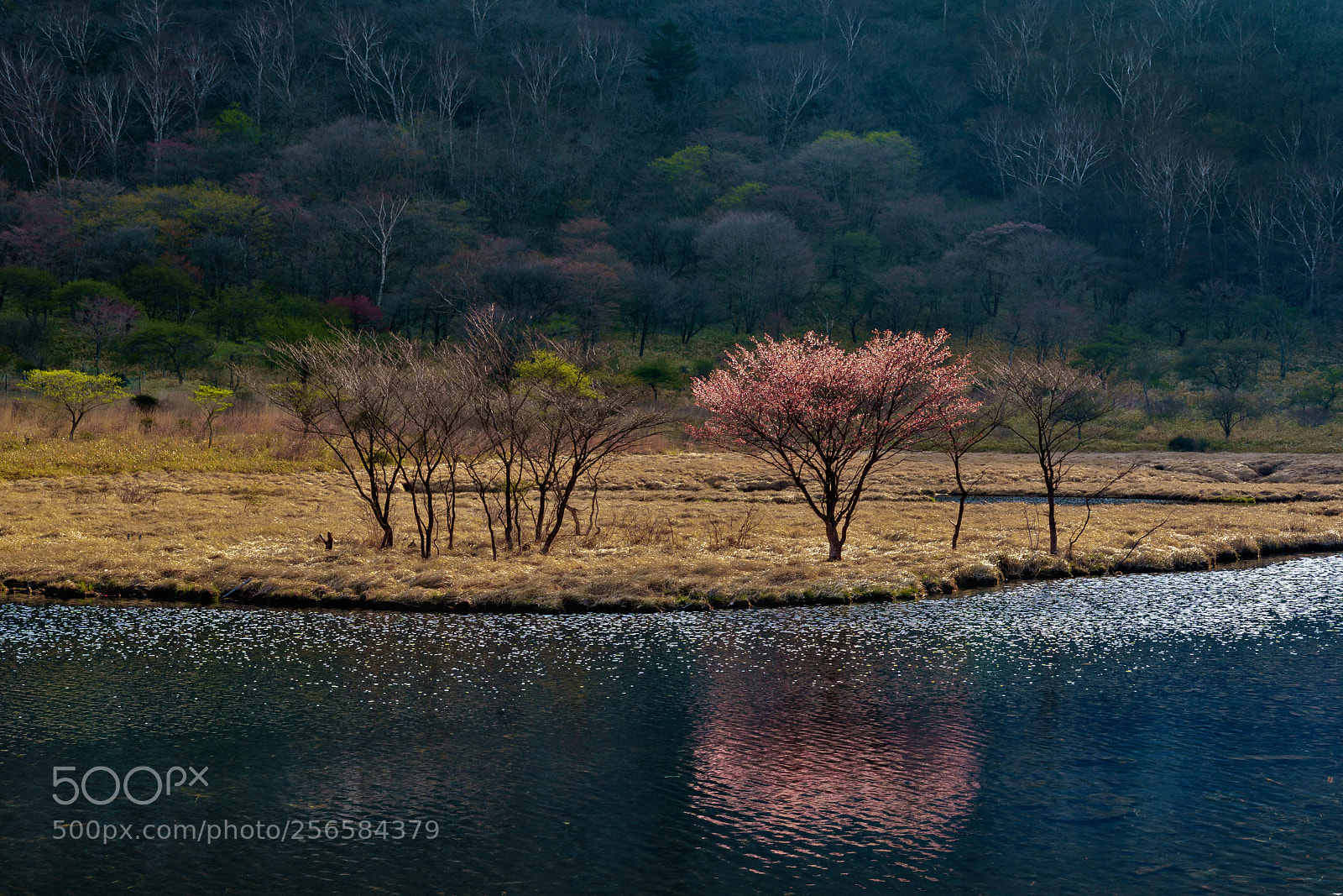 Sony a9 sample photo. 春来 〜 spring has come photography