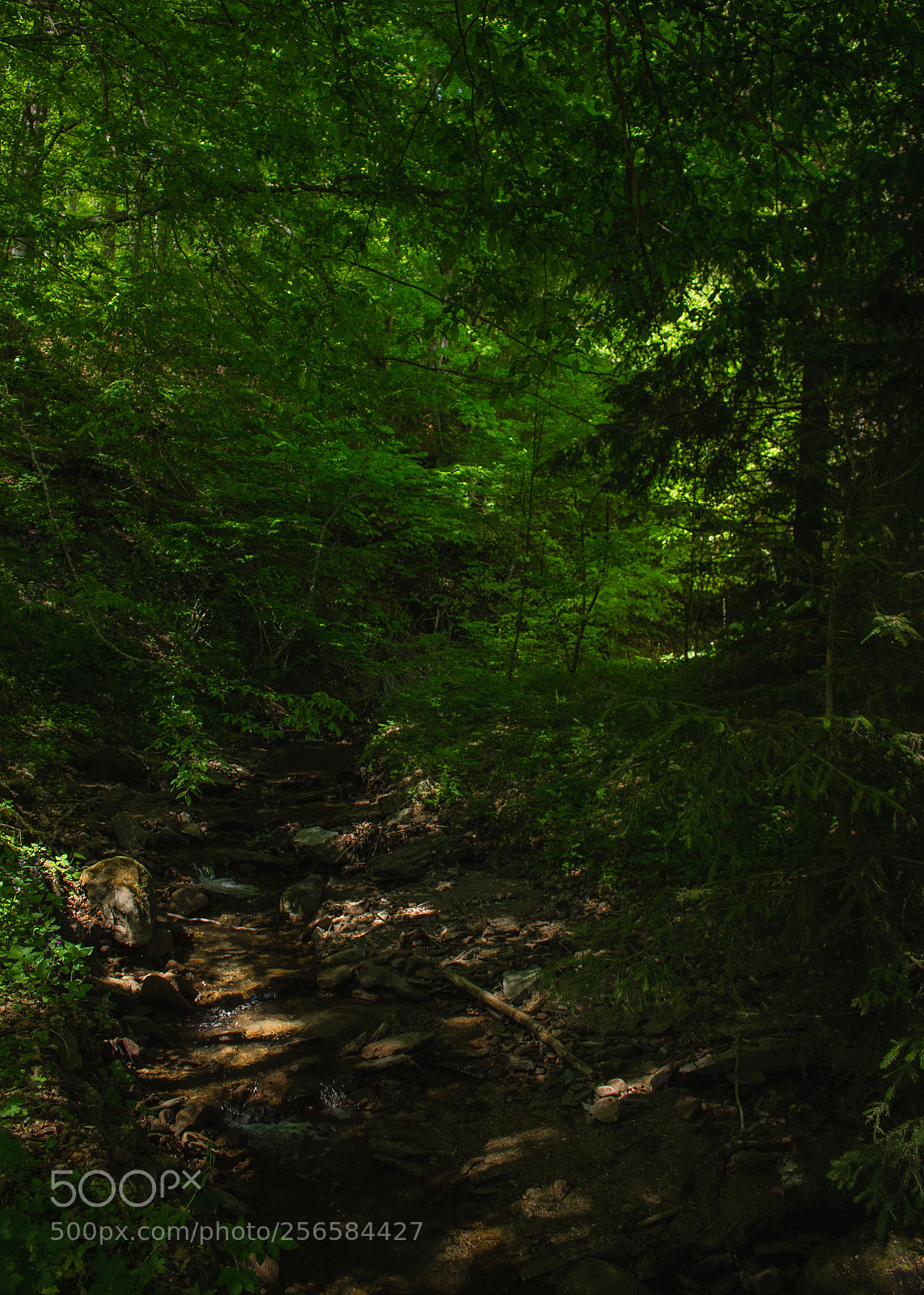 Canon EOS 700D (EOS Rebel T5i / EOS Kiss X7i) sample photo. Hidden forest photography