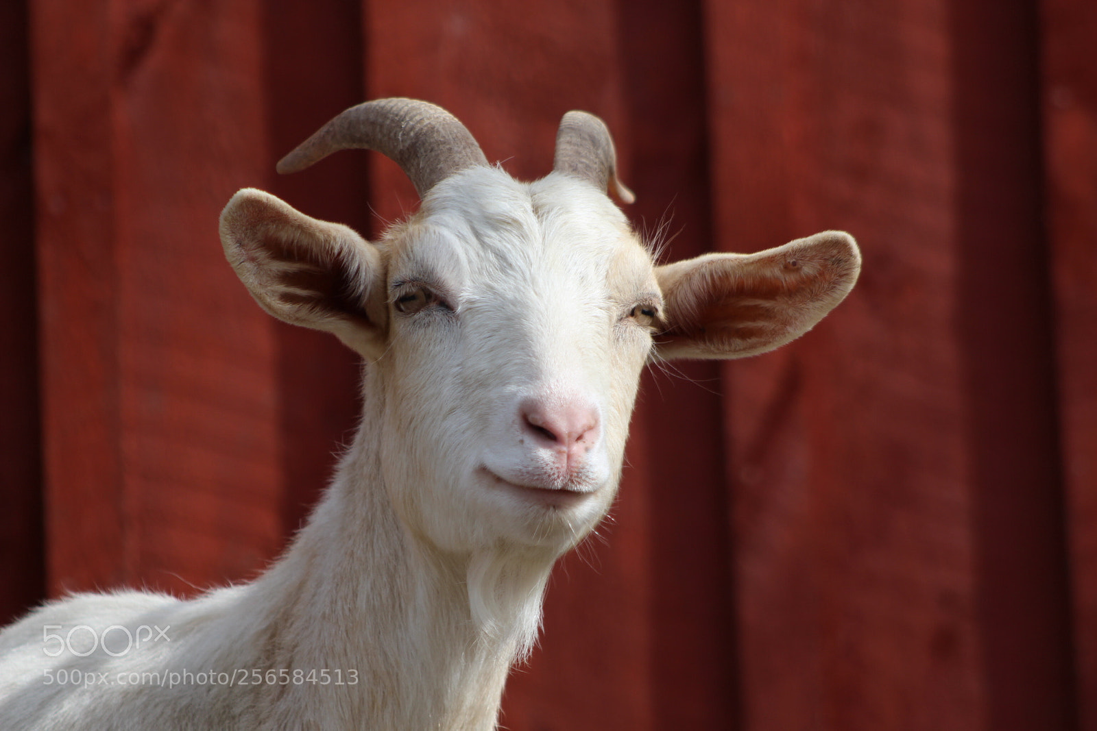 Canon EF 75-300mm f/4-5.6 sample photo. Untitled photography
