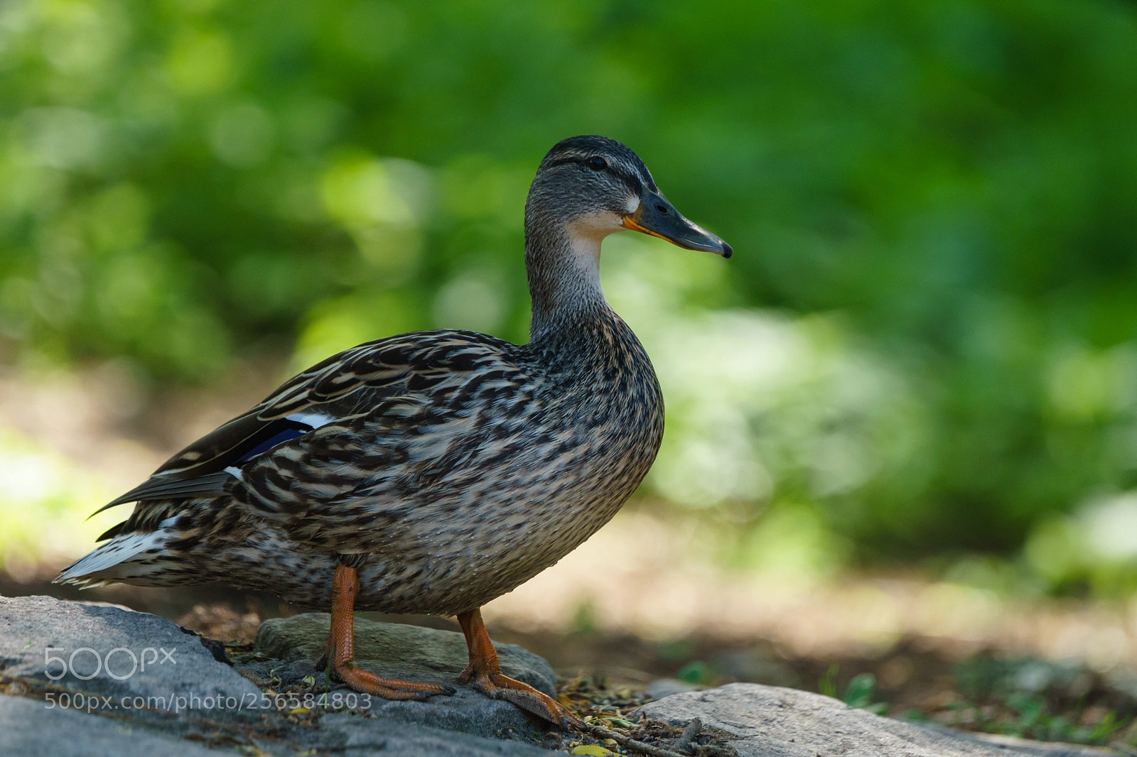 Sony a7 II sample photo. Stockente photography