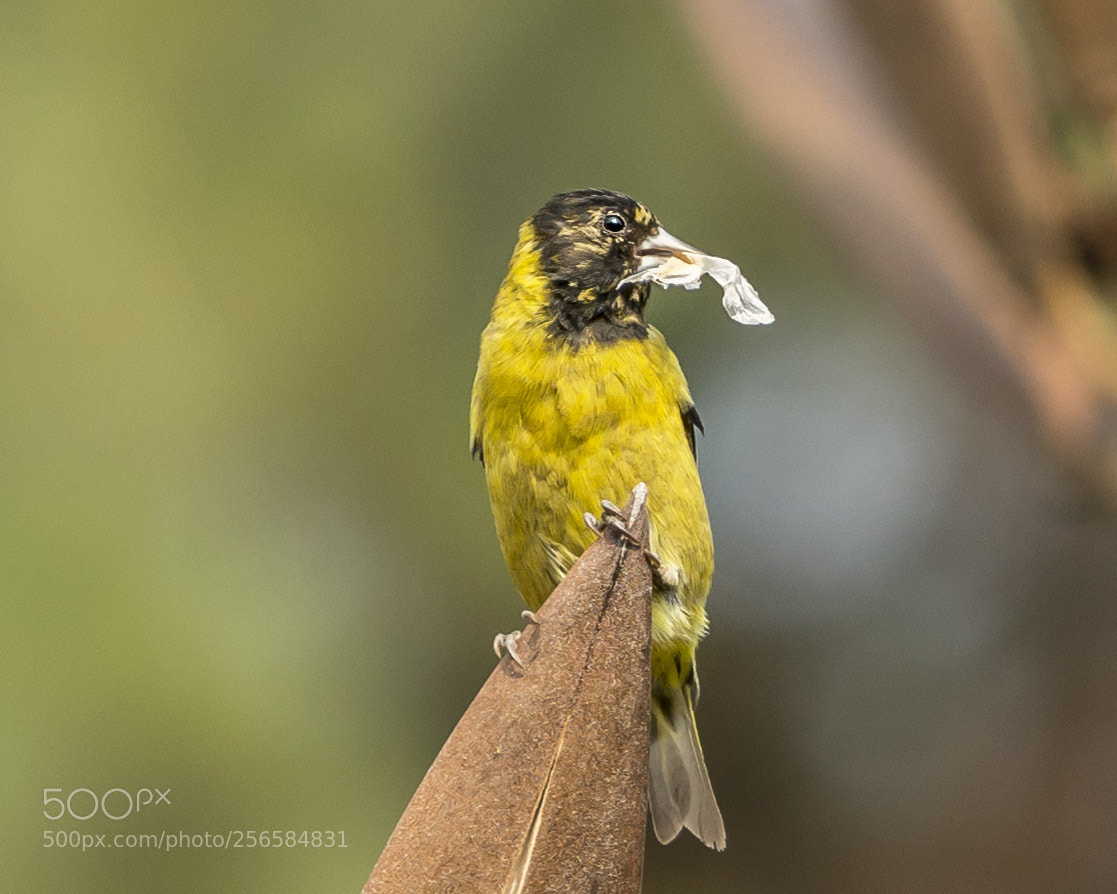 Nikon D7200 sample photo. Black headed siskin photography