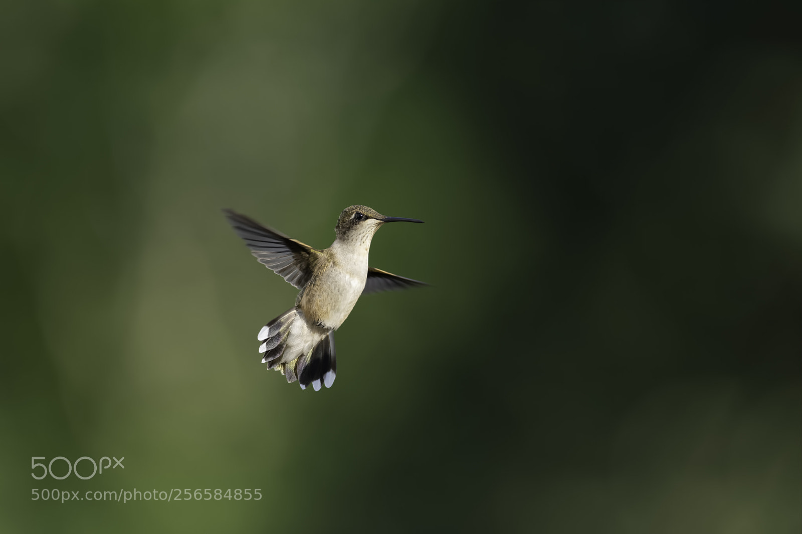 Nikon D7100 sample photo. Flying in the sun photography