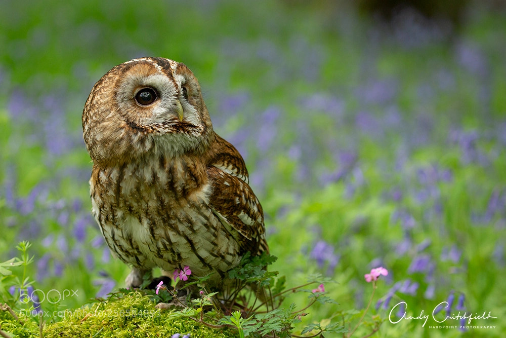 Canon EOS-1D X sample photo. Tawny owl photography