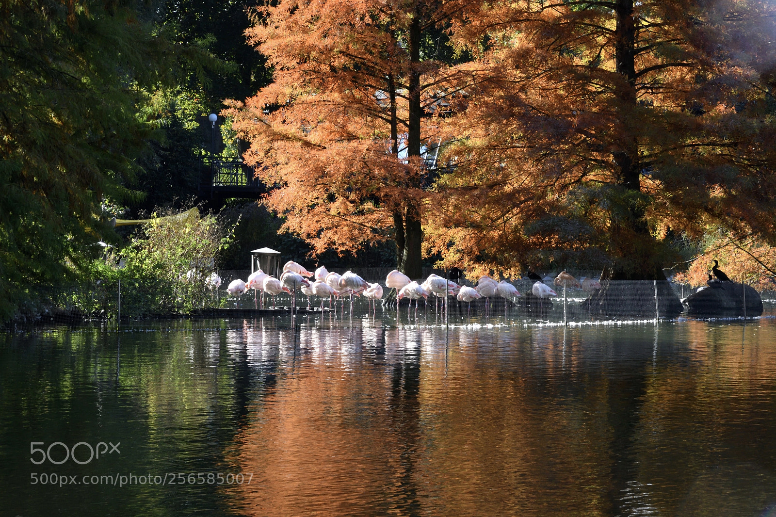 Nikon D500 sample photo. Luisenpark photography