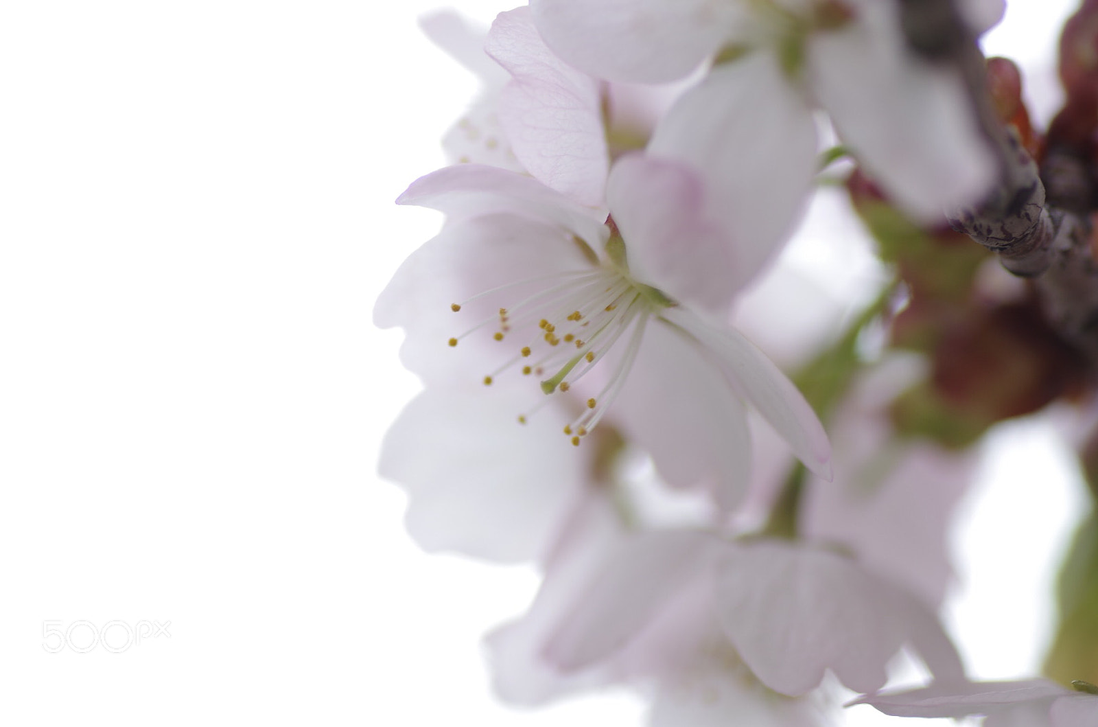 Pentax K-30 sample photo. Sakura photography