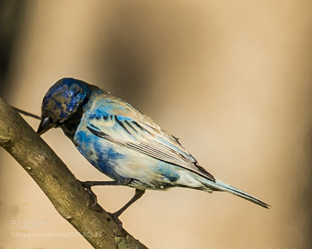 Nikon D7200 sample photo. Indigo bunting photography