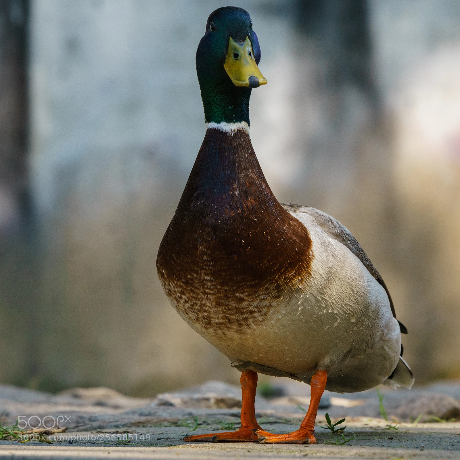 Sony a7 II sample photo. Stockente (erpel) photography