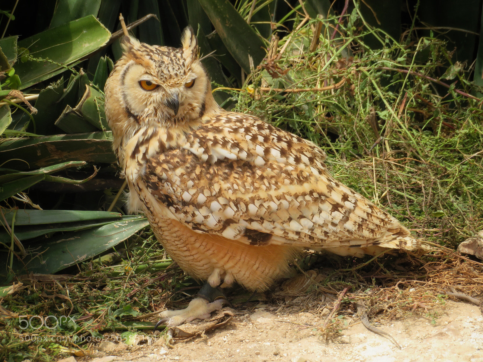 Canon PowerShot SX720 HS sample photo. Pharaoh eagle owl photography