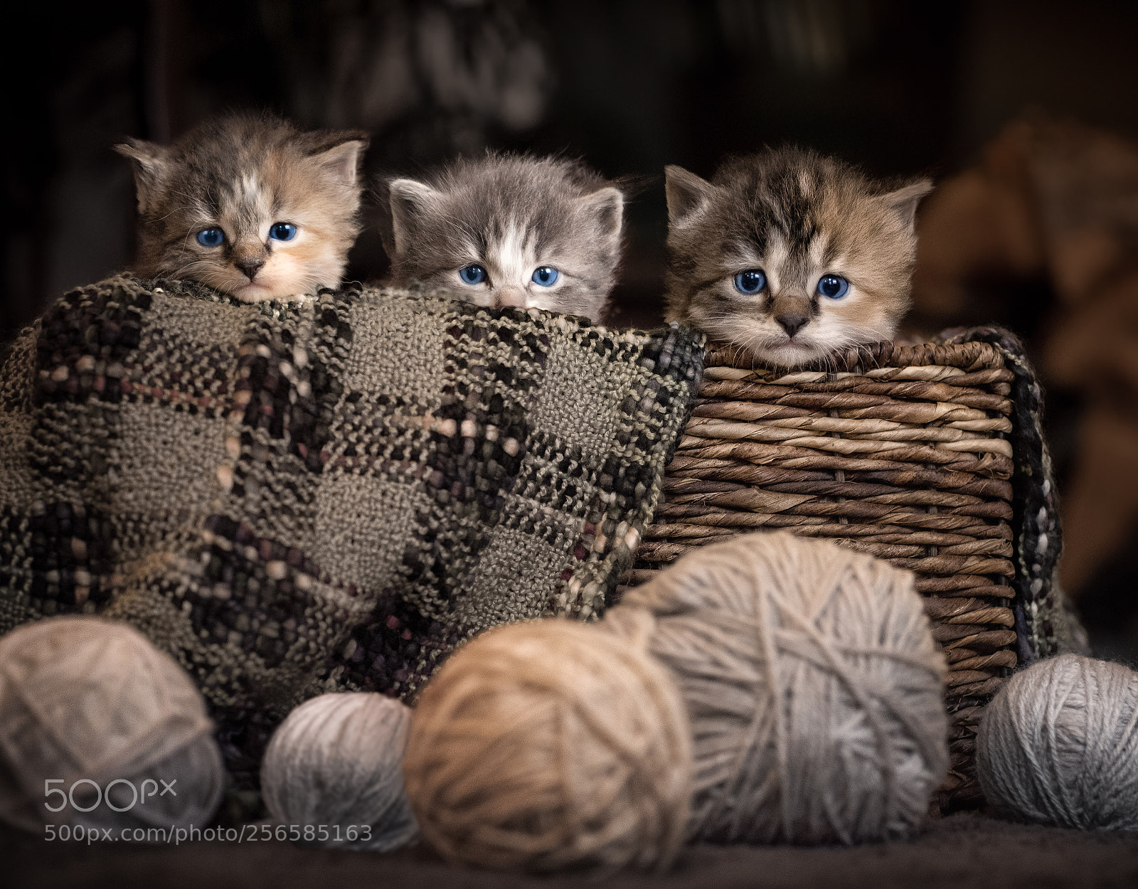Canon EOS 5D Mark IV sample photo. Three kittens in a photography