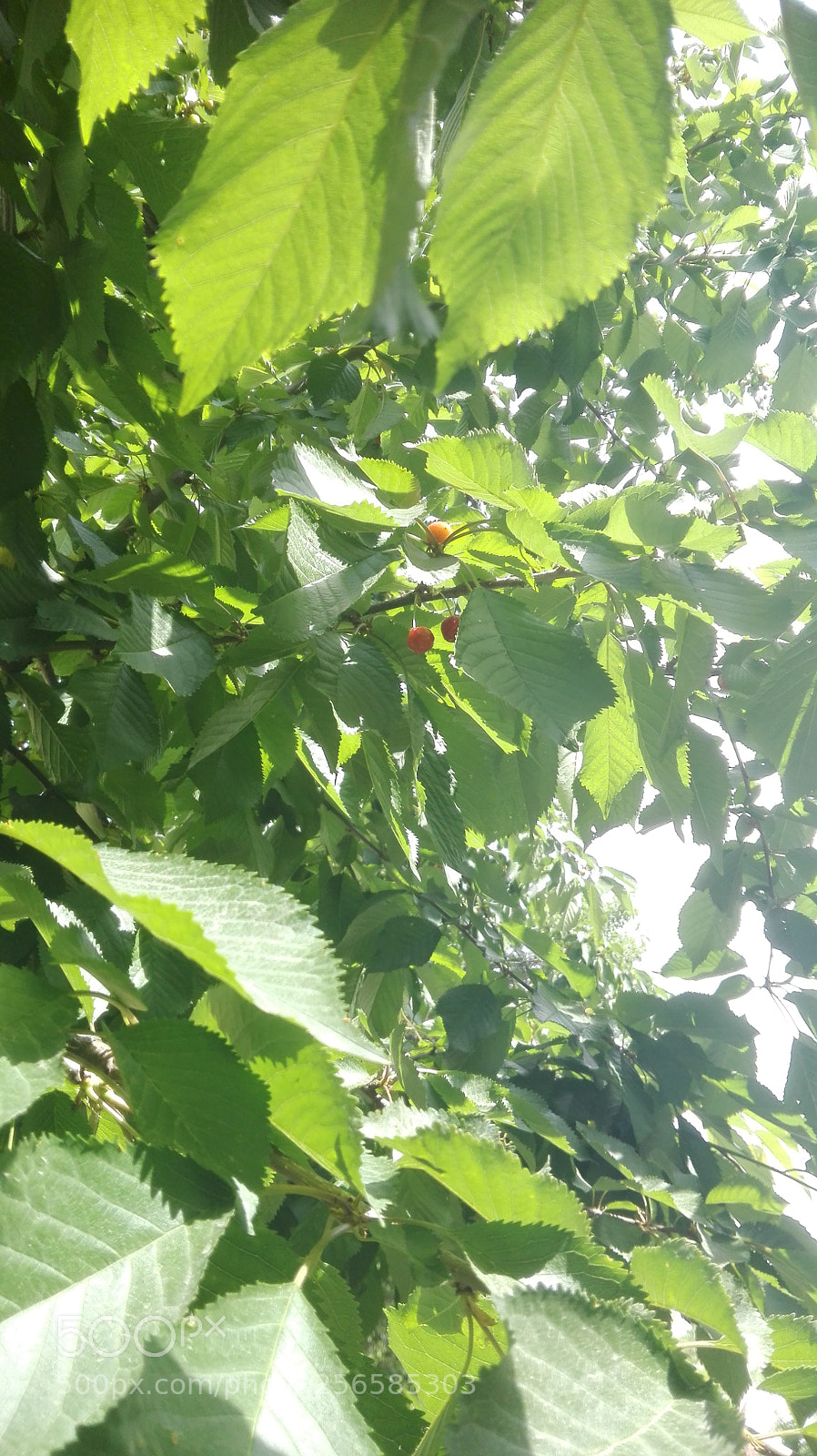 HUAWEI P8 Lite sample photo. Fresh cherries of ankara photography