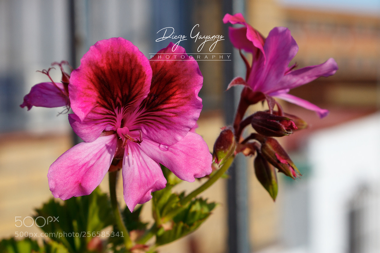 Canon EOS 750D (EOS Rebel T6i / EOS Kiss X8i) sample photo. Flowers photography
