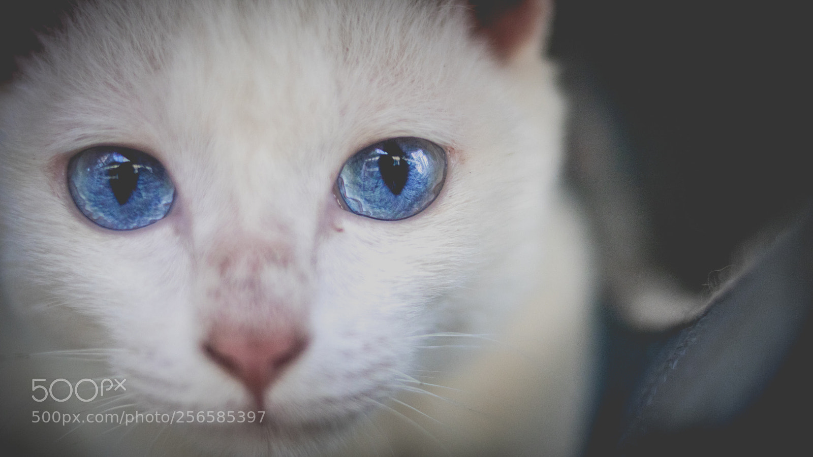 Canon EOS 750D (EOS Rebel T6i / EOS Kiss X8i) sample photo. Cat photography