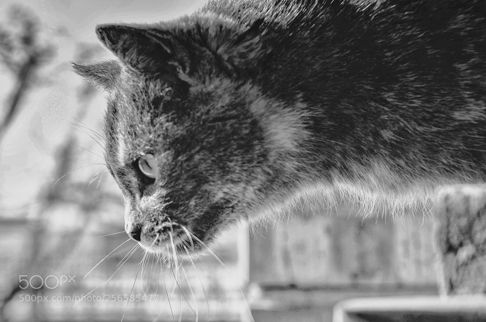 Nikon D5100 sample photo. Black and white cat photography