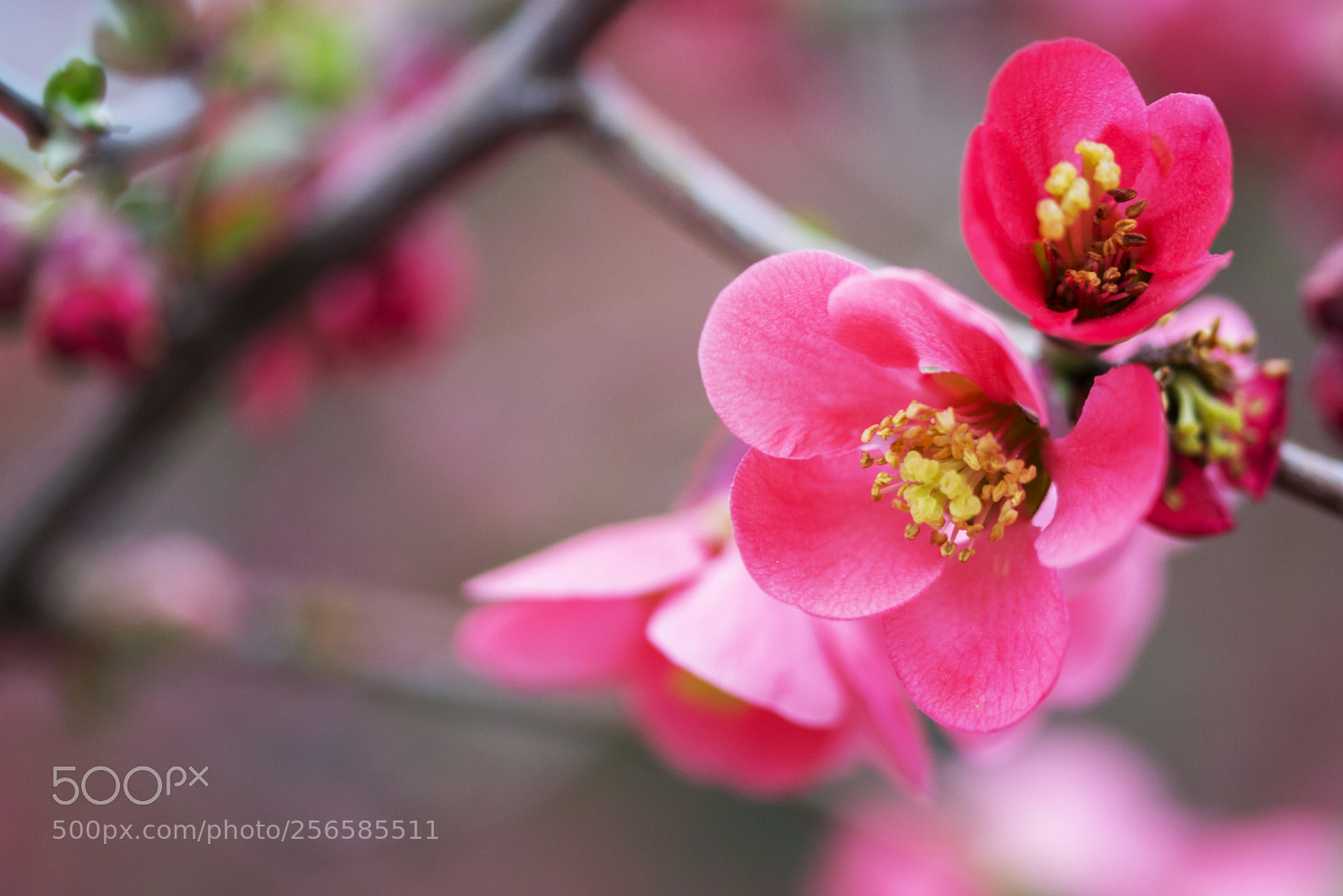 Nikon D3100 sample photo. Nature in spring photography