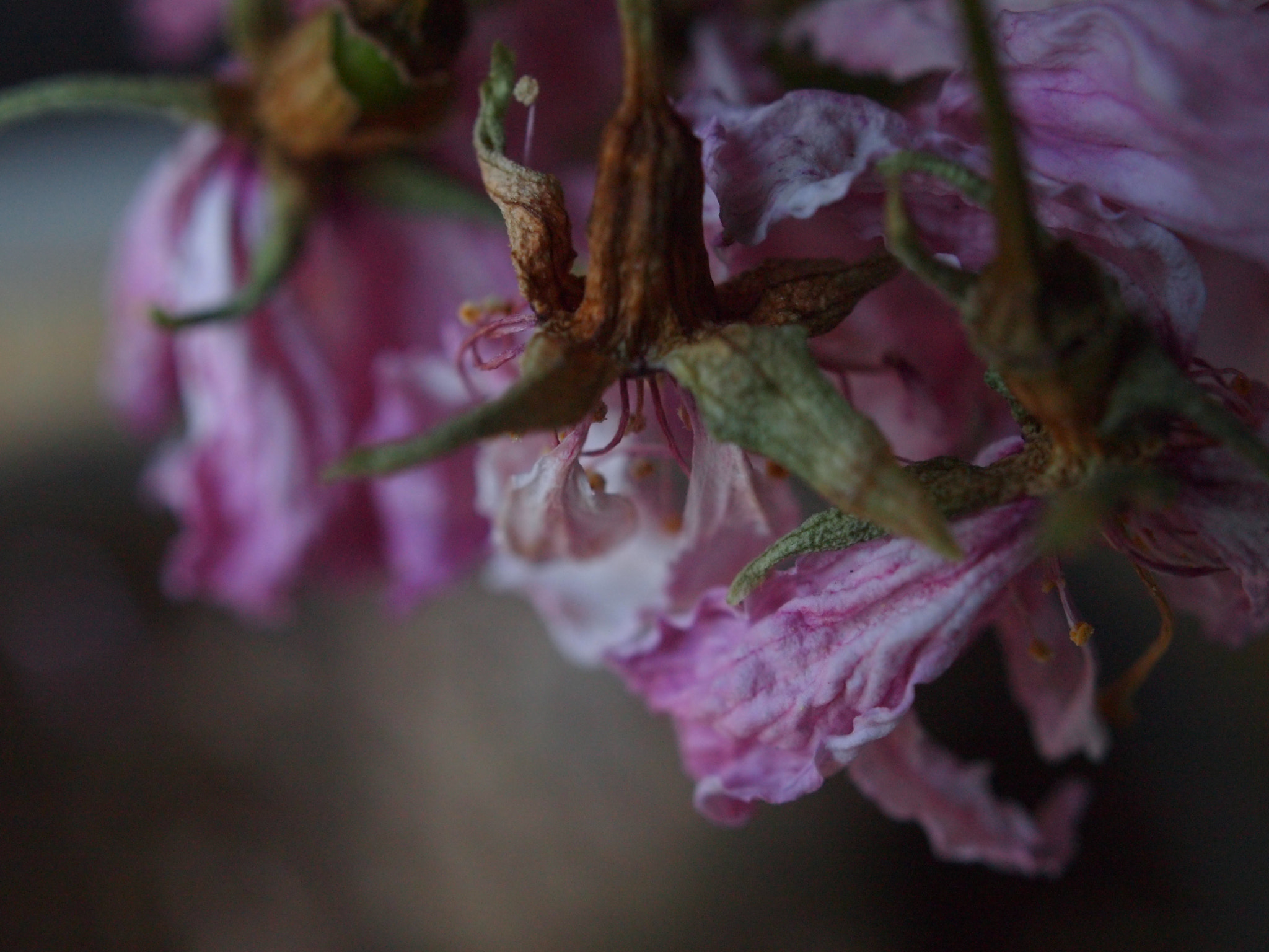 Olympus PEN E-P2 sample photo. Photo by olympus pen. photography