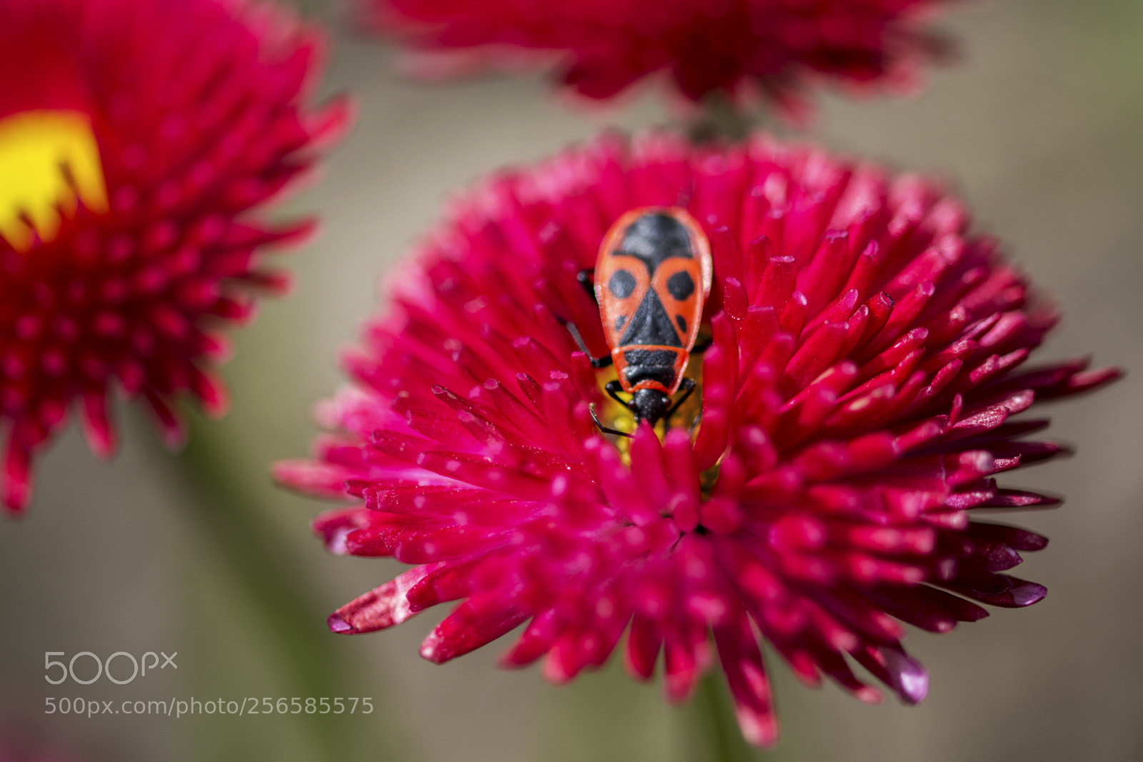 Nikon D3100 sample photo. Bug on a flower photography