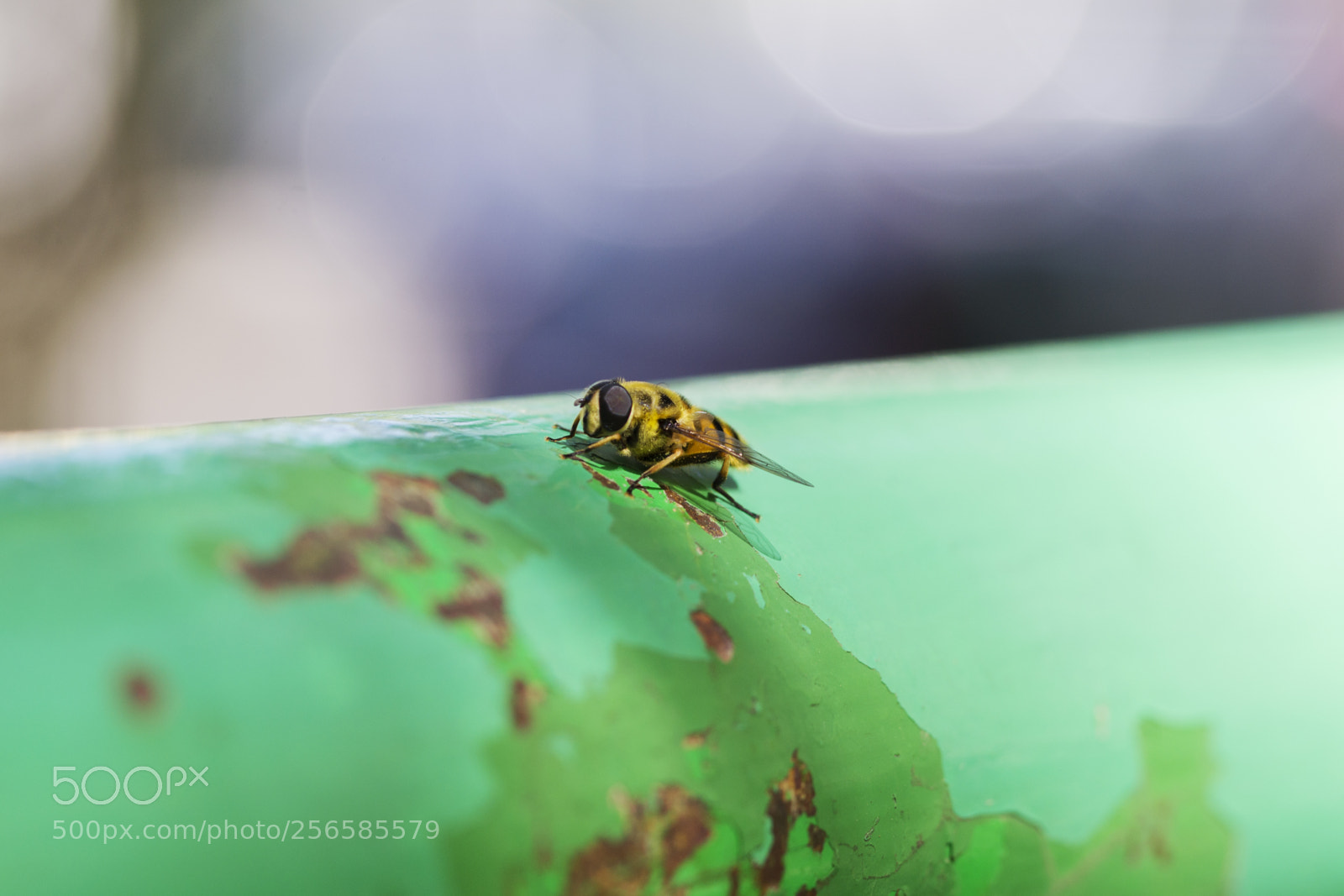 Nikon D3100 sample photo. Bee close-up photography