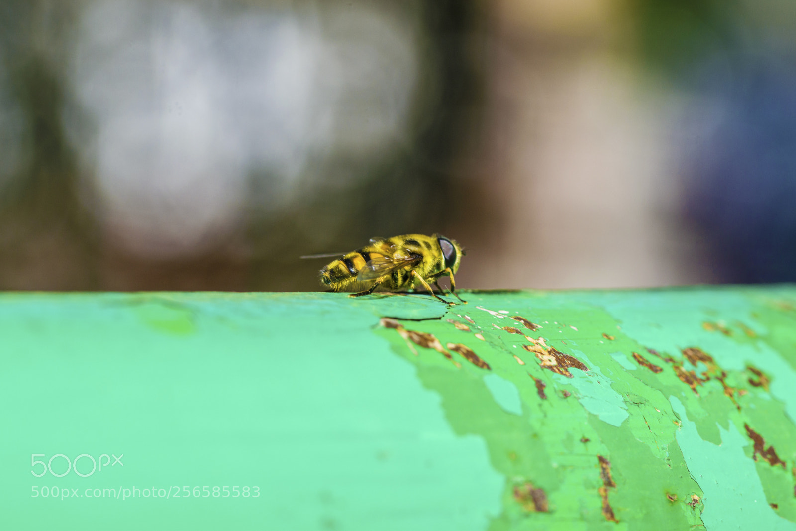 Nikon D3100 sample photo. Bee close-up photography